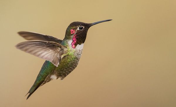 Archer, Ken 아티스트의 Male annas hummingbird작품입니다.